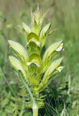 Vahşi bitkiler. dikenli bitki fotoğrafları.