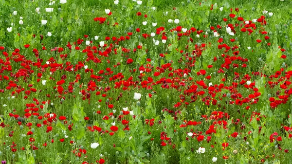 罂粟种植地 景观及露天野外照片 — 图库照片