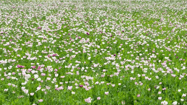 Poppy Cultivated Fields Landscape Open Field Photographs — Stock Photo, Image