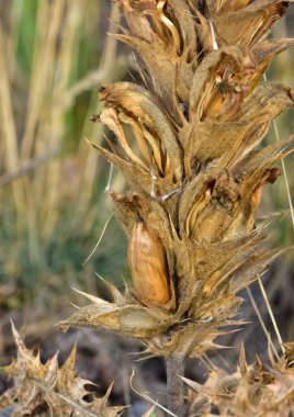 Vahşi bitkiler. dikenli bitki fotoğrafları.