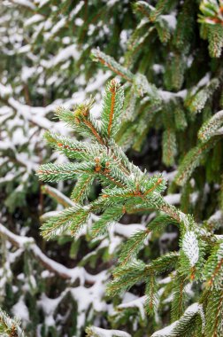   Christmas tree under the