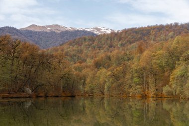 Gölü olan güzel bahar manzarası ormanı.