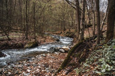 Ormandaki küçük nehir. Bahar ormanı manzarası.