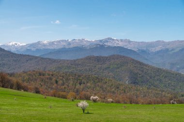 Ormandaki patika. Bahar ormanı manzarası.