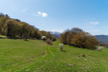 Ormandaki patika. Bahar ormanı manzarası.