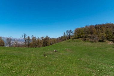 Yeşil tarlada ağaçlarla kaplı ilkbahar manzarası.