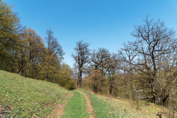 Ormandaki patika. Bahar ormanı manzarası.