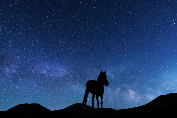 山の上の馬のシルエット 星空の夜 ストック画像