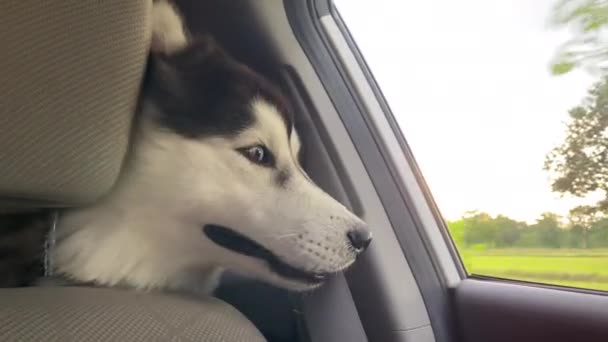 Jack Russell Terrier Olha Pela Janela Aberta Carro Fechar Câmera — Vídeo de Stock