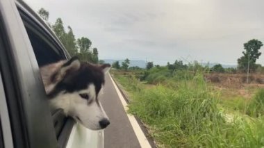 Köpek arabanın açık penceresinden dışarı bakar..