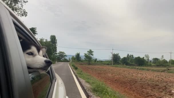 Dog Looks Out Open Window Car — Stock Video