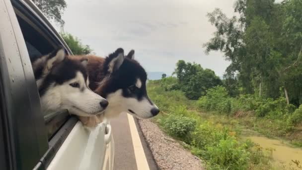 Der Hund Schaut Aus Dem Offenen Autofenster — Stockvideo