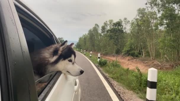 Köpek Arabanın Açık Penceresinden Dışarı Bakar — Stok video