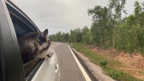 Cão Olha Para Fora Janela Aberta Carro — Vídeo de Stock