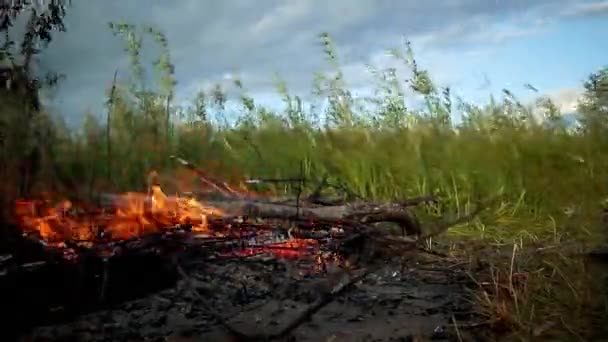 Sakallı Bir Adam Doğada Ateş Yakar Zaman Geçer Bay — Stok video