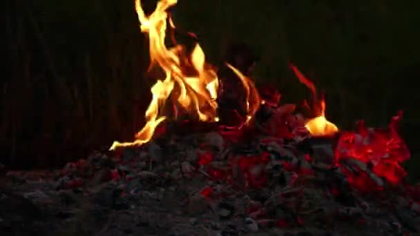 Hete Kolen Uit Een Vuur Bij Zonsondergang Tijdronden Asmr — Stockvideo