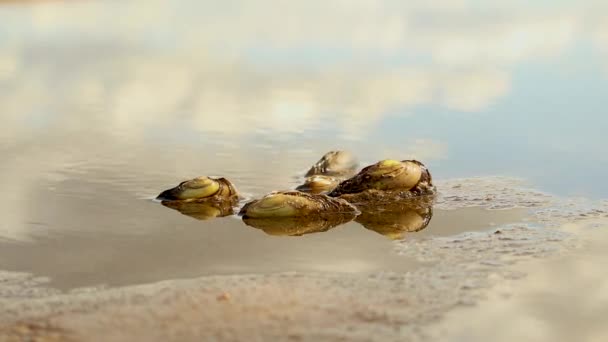 Folyami Kéthéjú Kagylók Mozognak Folyó Homokos Alján Időkörök Asmr — Stock videók