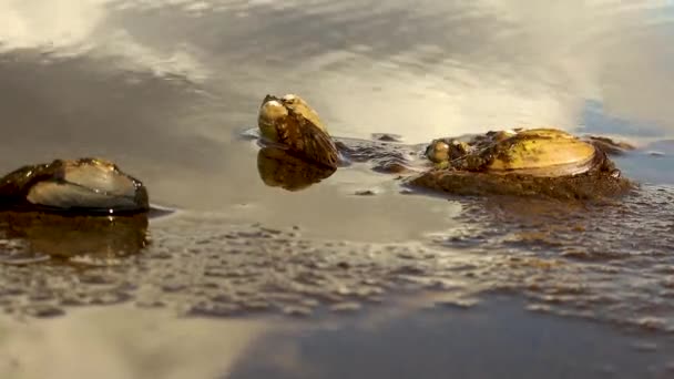 川の底に沿って二枚貝が動いています — ストック動画