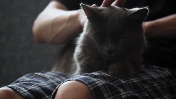 Un hombre de rodillas acariciando a un gato de color ceniza, — Vídeos de Stock