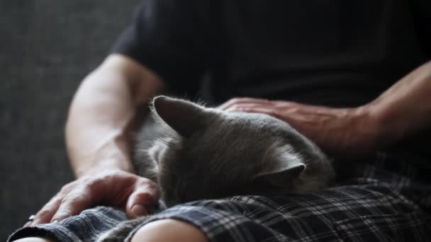 Un homme à genoux caressant un chat couleur cendres, — Video