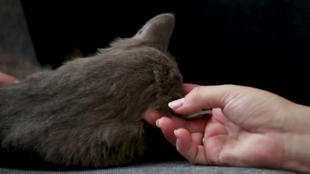 Un homme à genoux caressant un chat couleur cendres, — Video