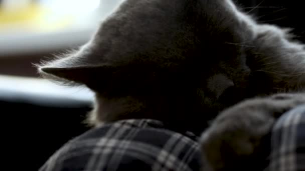 Bir adam dizlerinin üzerine çöküp kül rengi bir kediyi okşuyor., — Stok video