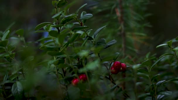 Northern lingonberry bush with berries shaking from the wind, — Stockvideo