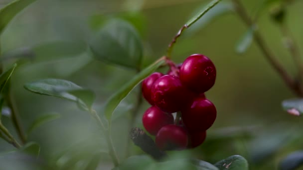 Red northern lingonberry stirring in the wind, — 图库视频影像