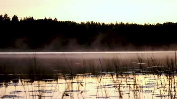 Light morning haze spreads over the surface of a forest lake — Vídeo de Stock