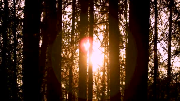 Sunrise in the early morning in the wild autumn forest on the lake — 비디오