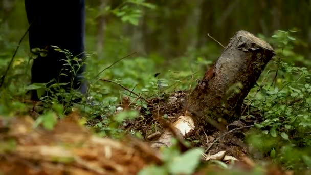 Um homem derruba velhos tocos de árvores cortadas — Vídeo de Stock