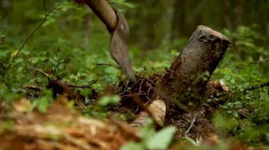 Bir adam kesilen ağaçların kütüklerini yere serer.