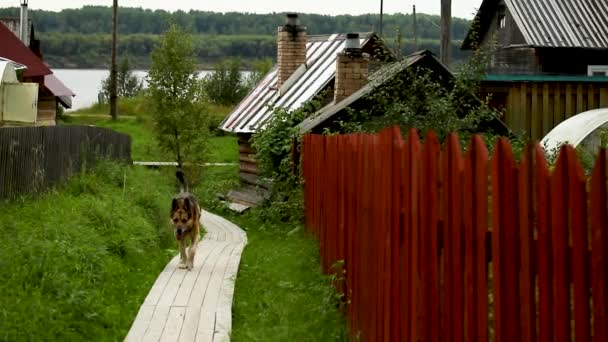 在木制行人天桥上行走的乡村狗, — 图库视频影像