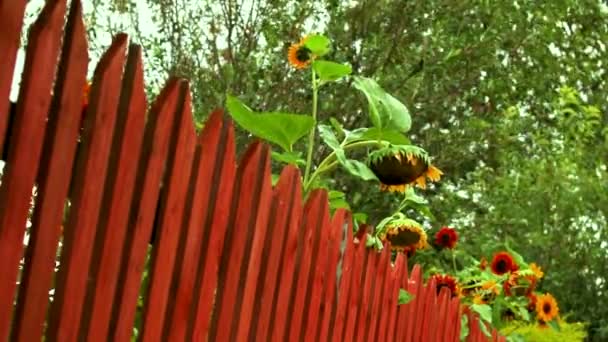 Tournesols jaunes mûrs balancent dans le vent, — Video