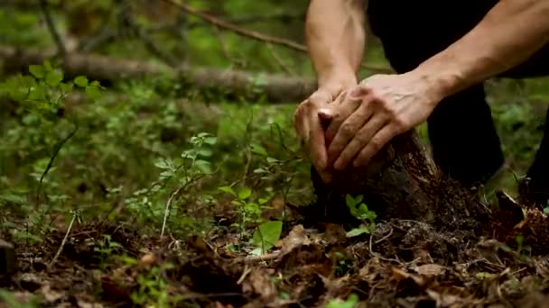 Een man slaat oude stronken van gekapte bomen — Stockvideo