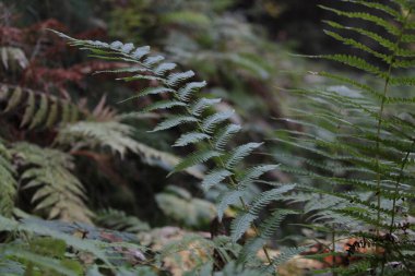 Ormanda tek parantez