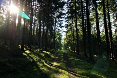 Ormanda güneşli bir patika