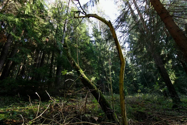 森の中の曲がった木 — ストック写真