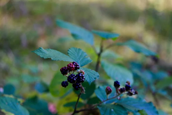 Moras Silvestres Bosque — Foto de Stock