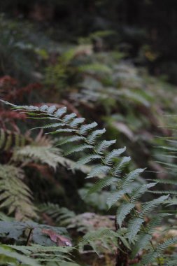 Ormanda tek parantez