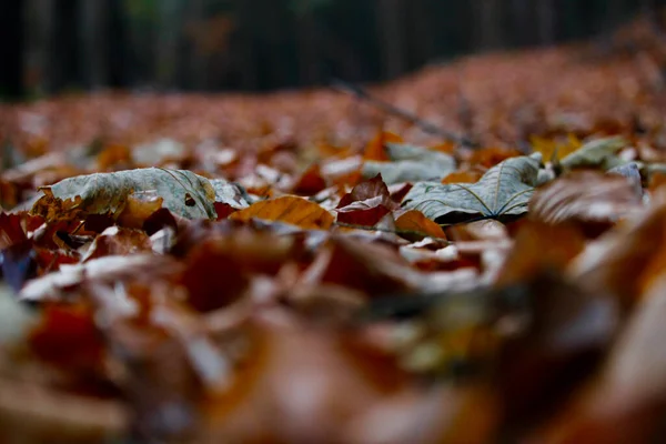 Czerwone Liście Spadły Jesienią — Zdjęcie stockowe