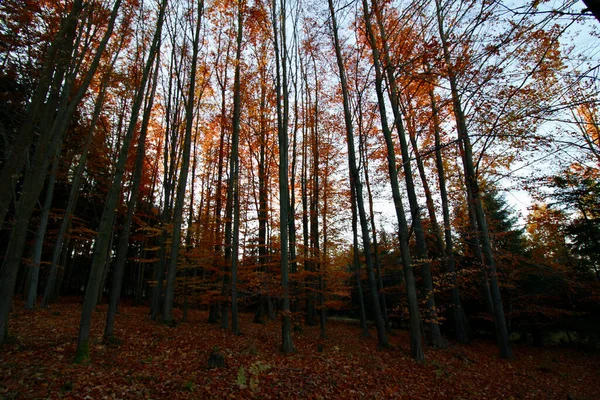 Bunte Bäume Herbst — Stockfoto