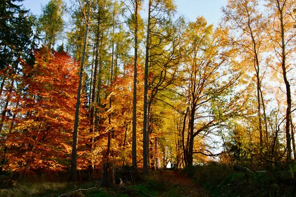 Bunte Bäume Der Herbstsonne — Stockfoto