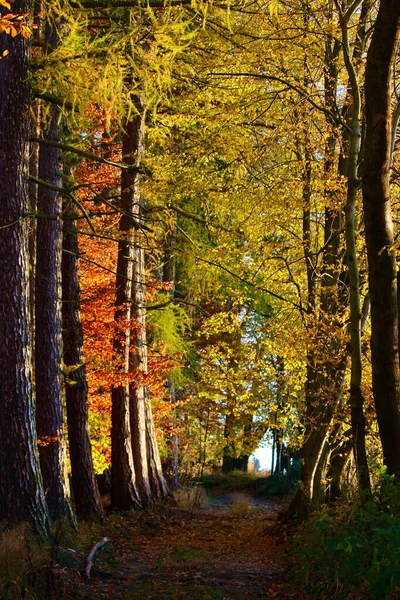 Path Colourful Trees Autumn — Stock Photo, Image