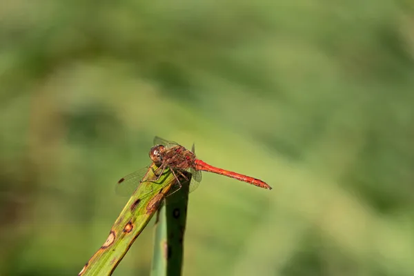 Macrophotographie Gros Plan Dard Roux Perché Sur Une Tige Roseau — Photo