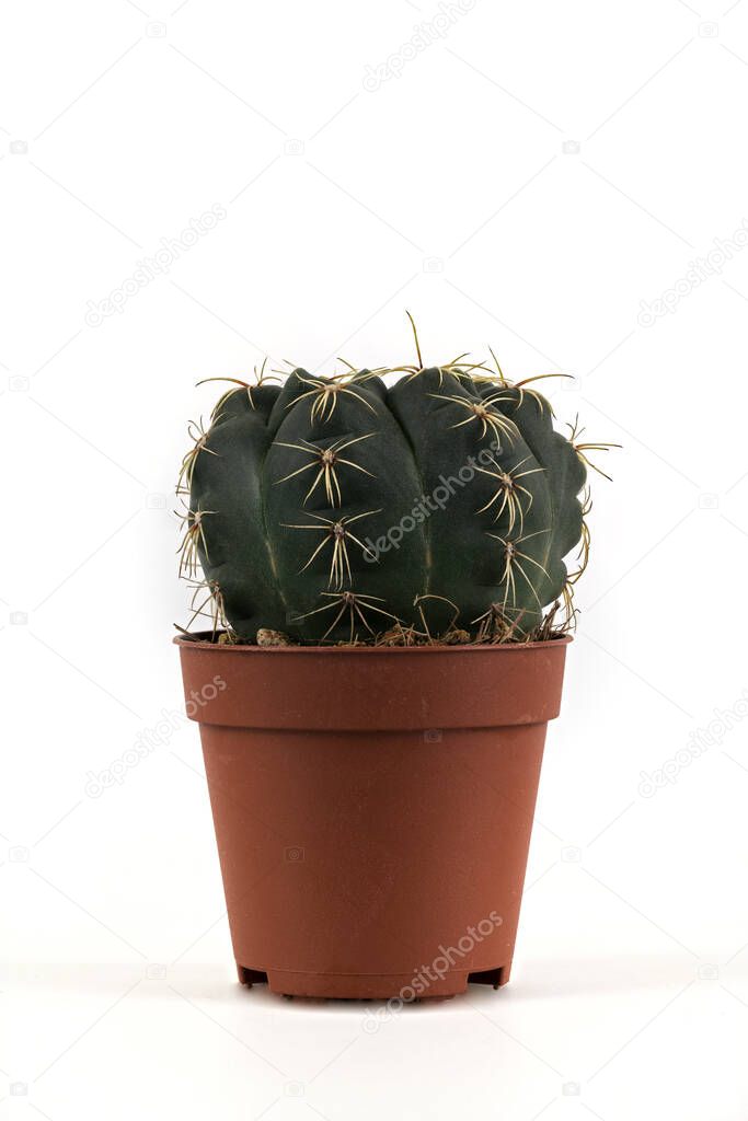 small ferocactus in plastic pot on white background
