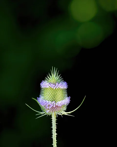 Bloemen Hoofd Ondiepe Velddiepte — Stockfoto