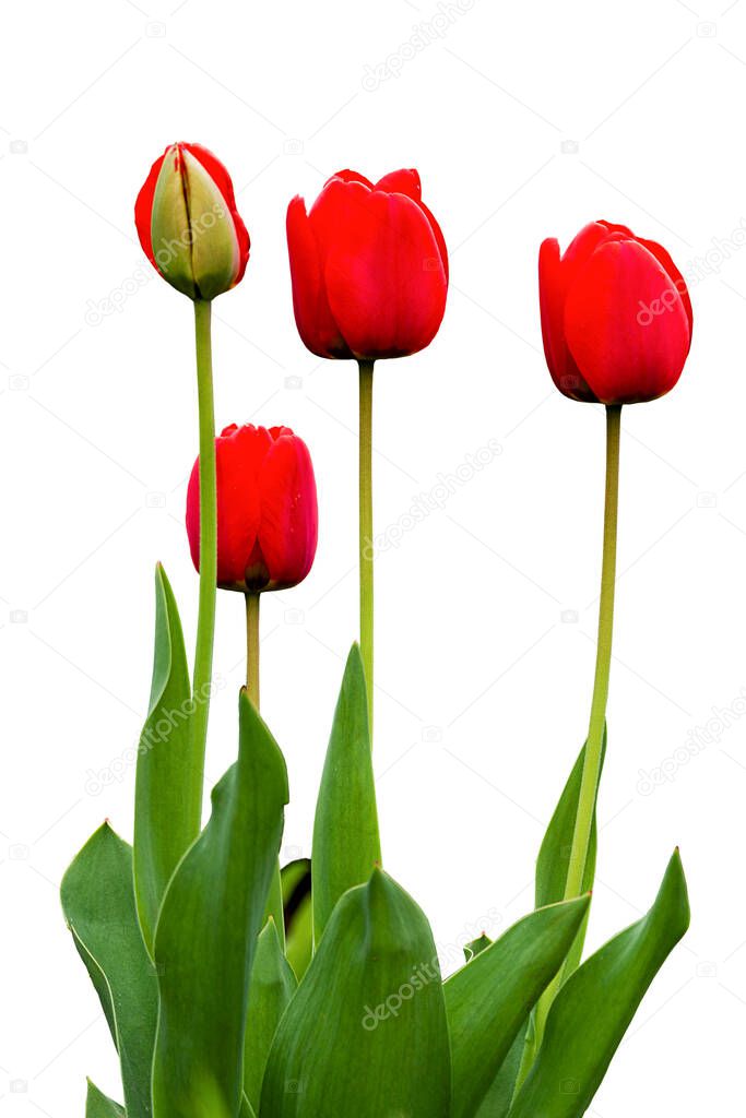 four red blooming tulips on white background