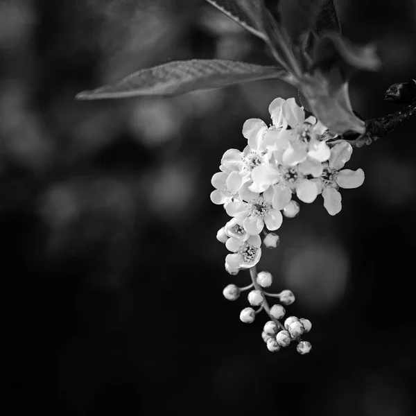 White Tree Blossoms Black Background — Stock fotografie