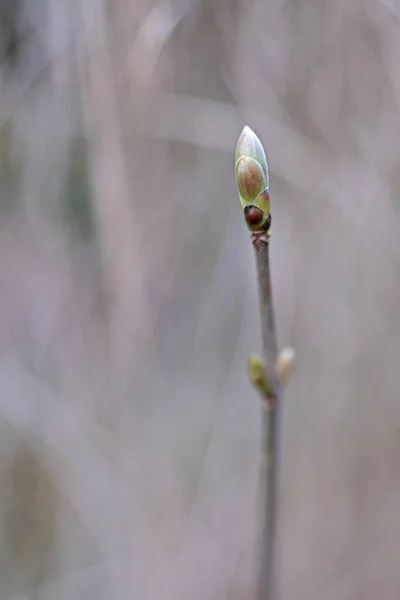 Single Tree Bud Front Blurred Background — Φωτογραφία Αρχείου